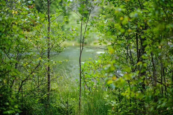 Feuillage Forestier Vert Été Avec Des Feuilles Herbe Des Troncs — Photo