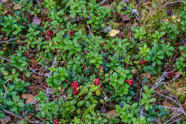 Κόκκινα Cranberries Πράσινο Κρεβάτι Δάσος Στα Τέλη Του Καλοκαιριού Χώρα — Φωτογραφία Αρχείου