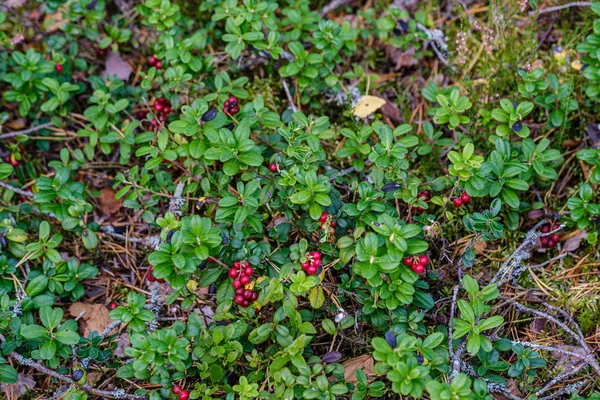 Rote Preiselbeeren Grünen Waldbeet Spätsommerland — Stockfoto