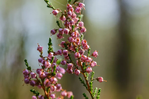 森の中のぼやけた緑の背景に孤立して咲くヘザーの花 — ストック写真