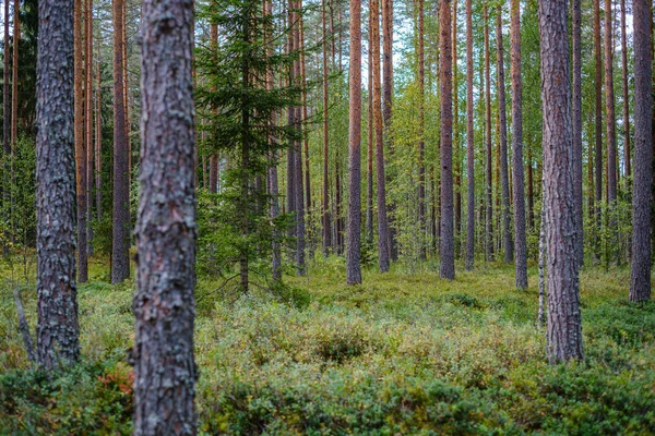 Grandes Troncos Árvores Isoladas Floresta Verde Com Fundo Desfocado Natureza — Fotografia de Stock