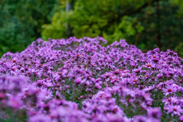 Fioletowy Fioletowy Jesienne Kwiaty Zielonym Tle Rozmycia Deszczowy Dzień — Zdjęcie stockowe