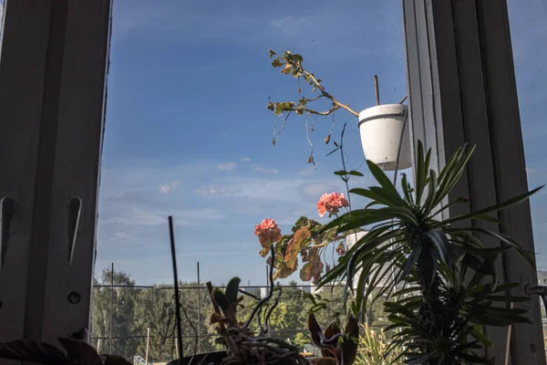 Wohnungsfenster Mit Blumen Rand Mit Blauem Himmelshintergrund Und Altem Holzfensterrahmen — Stockfoto