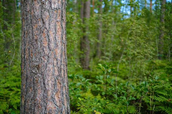 Velké Izolované Kmeny Stromů Zeleném Lese Rozmazaným Pozadím Dekorativní Obraz — Stock fotografie