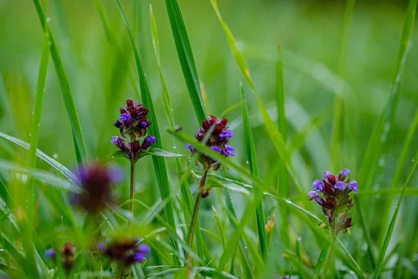 Zelená Tráva Kapkami Rosy Rozmazaným Pozadím Abstraktní Mělkou Hloubkou Pole — Stock fotografie