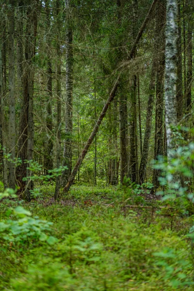 Zielone Letnie Liście Leśne Liśćmi Trawą Pniami Drzew Słoneczny Dzień — Zdjęcie stockowe