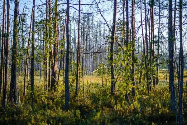 Сосновый Грове Солнечном Летнем Лесу Размытым Фоном Свежими Соснами Ветвях — стоковое фото