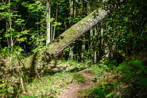 Troncos Árboles Grandes Aislados Bosque Verde Con Fondo Borroso Naturaleza — Foto de Stock