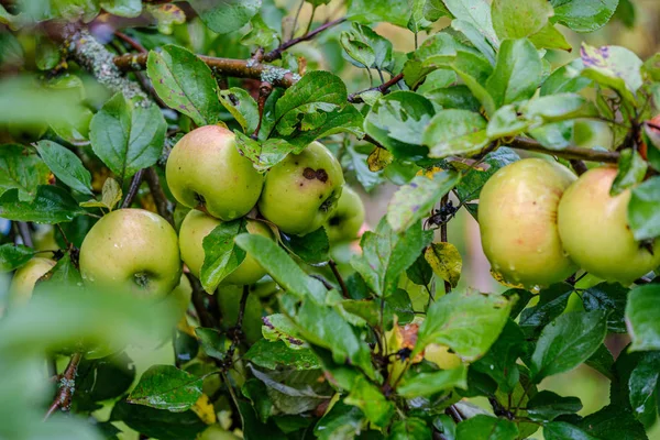 Manzanas Verdes Jardín Otoño Los Árboles Suelo Hierba Verde — Foto de Stock