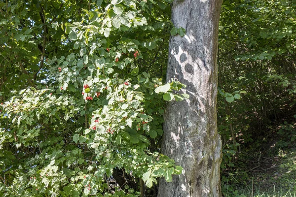 Grands Troncs Arbres Isolés Dans Forêt Verte Avec Fond Flou — Photo