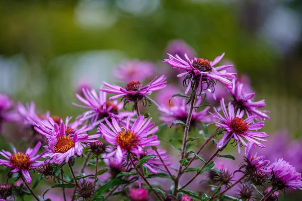 Púrpura Violeta Flores Otoño Con Fondo Borroso Verde Día Lluvioso —  Fotos de Stock