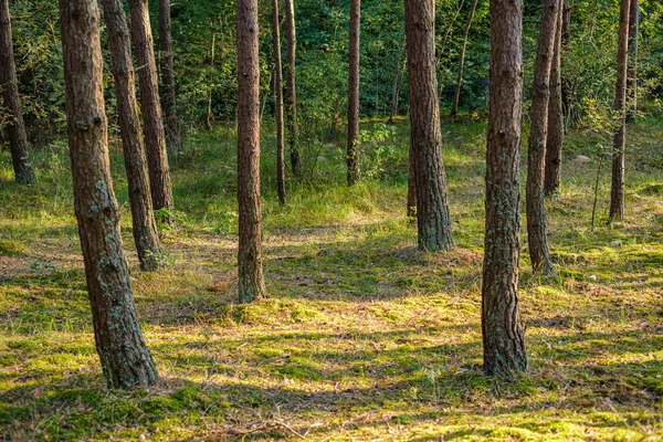 Yeşil Ormandaki Bulanık Arka Planı Olan Büyük Izole Ağaç Gövdeleri — Stok fotoğraf