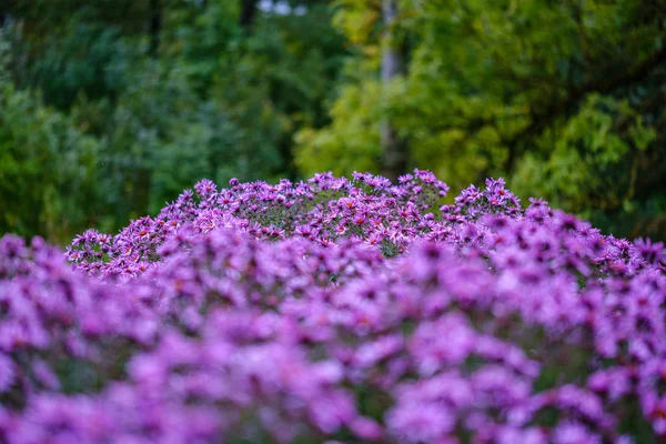 Púrpura Violeta Flores Otoño Con Fondo Borroso Verde Día Lluvioso — Foto de Stock