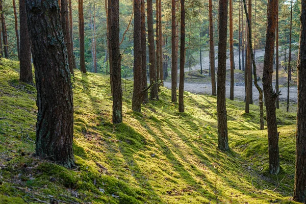 Grandes Troncos Árvores Isoladas Floresta Verde Com Fundo Desfocado Natureza — Fotografia de Stock