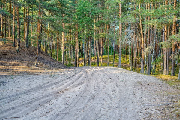 dirty gravel road in green forest with wet trees and sun rays in perspective