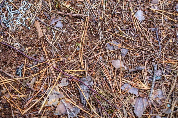 Elvont Erdei Ágy Textúra Száraz Ágak Fenyő — Stock Fotó