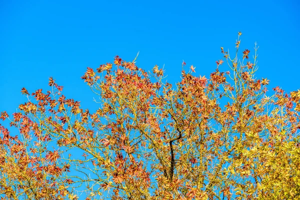 Outono Folhas Árvores Coloridas Céu Azul Outono — Fotografia de Stock