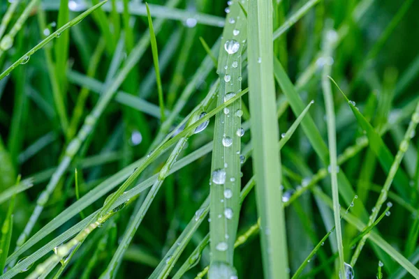 Hierba Verde Con Gotas Rocío Fondo Borroso Abstracto Con Poca — Foto de Stock