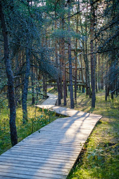 Wet Wooden Footpath Green Forest Leading Future Nature Reserve — Stock Photo, Image