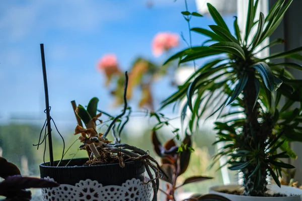 Appartement Raam Met Bloemen Aan Rand Met Blauwe Lucht Achtergrond — Stockfoto