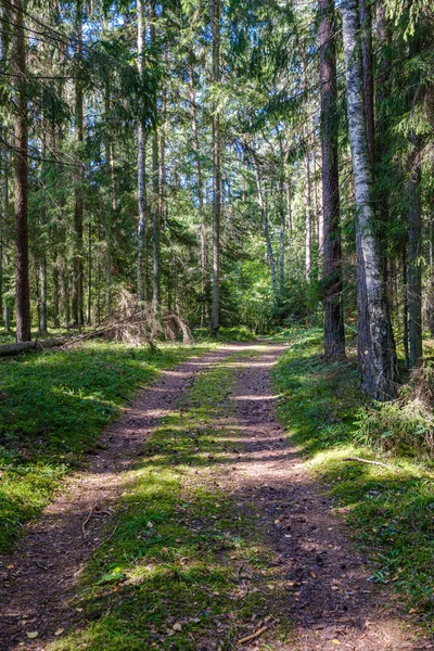Špinavá Štěrková Cesta Zeleném Lese Mokrými Stromy Slunečními Paprsky Perspektivě — Stock fotografie
