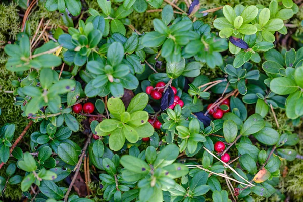 Red Cranberries Green Forest Bed Late Summer Country — Stock Photo, Image