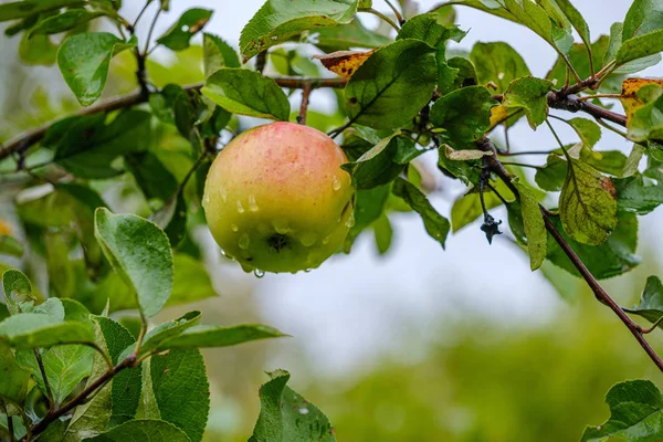 Zöld Alma Őszi Kertben Fákon Földön Zöld — Stock Fotó