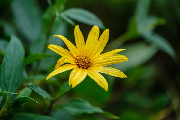 Renkli Sonbahar Çiçekleri Bahçede Izole Bir Şekilde Çiçek Açıyor — Stok fotoğraf