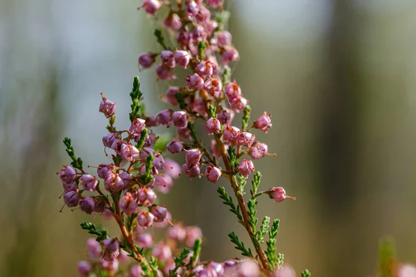 森の中のぼやけた緑の背景に孤立して咲くヘザーの花 — ストック写真