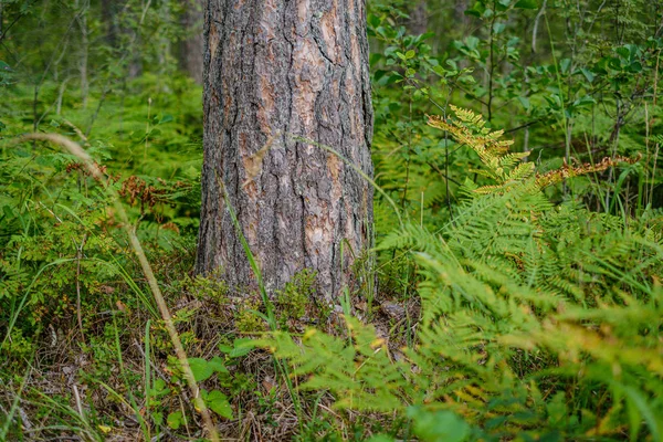 背景色の悪い緑の森にある大きな幹です装飾的な自然画像 — ストック写真