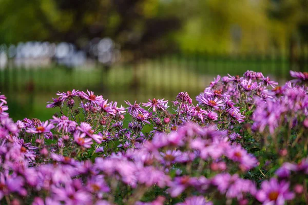 Фиолетовые Фиолетовые Осенние Цветы Зеленом Фоне Размытия Дождливый День — стоковое фото