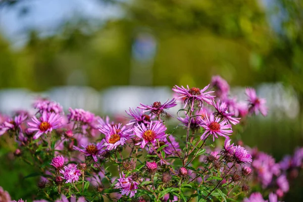 Viola Viola Fiori Autunnali Con Sfondo Verde Sfocatura Giorno Pioggia — Foto Stock