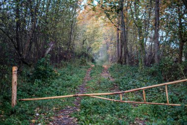 Ormanda küçük dar bir patika.
