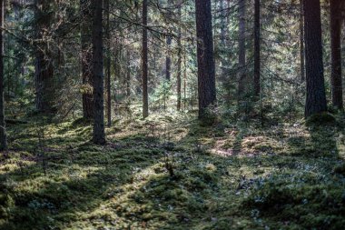 Altın sarısı ağaç yaprakları parktaki handa.