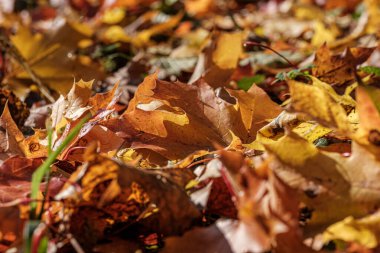 Sonbahar deseni. Yeşil ağaç yapraklarıyla soyut 