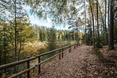 Altın sarısı sonbahar yolu güneşli bir günde