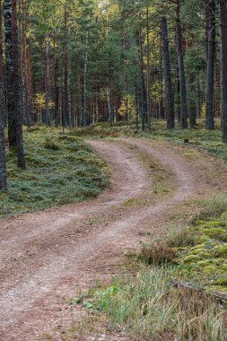 Ormanda küçük dar bir patika.