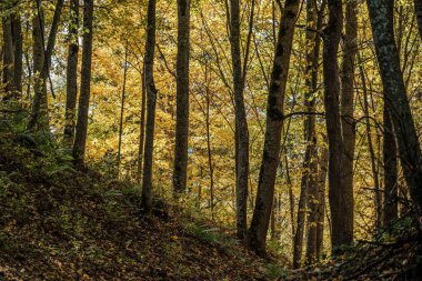 Altın sarısı ağaç yaprakları parktaki handa.
