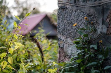 Ormanda sonbahar renkli sarı ağaç yaprakları