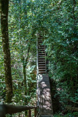 Ormanda küçük dar bir patika.