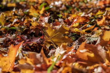 Sonbahar deseni. Yeşil ağaç yapraklarıyla soyut 