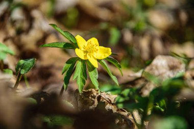 yeşil çimen yaprakları doğada