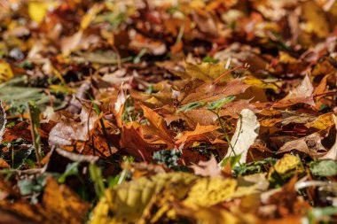 Sonbahar deseni. Yeşil ağaç yapraklarıyla soyut 