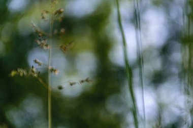 yeşil çimen yaprakları doğada