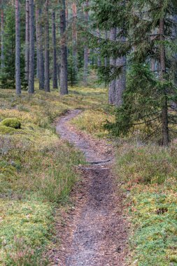 Ormanda küçük dar bir patika.
