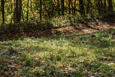 Ormanda küçük dar bir patika.
