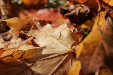 Sonbahar deseni. Yeşil ağaç yapraklarıyla soyut 