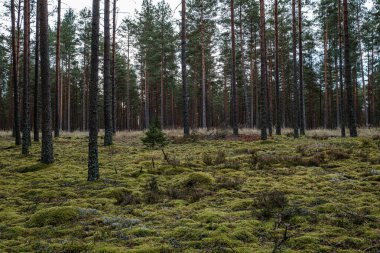 Ormandaki ağaç gövdesi duvarı