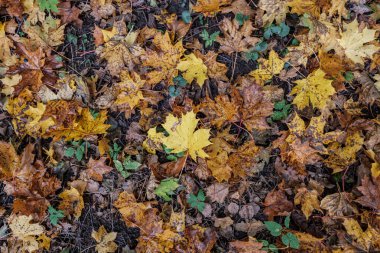 Sonbahar deseni. Yeşil ağaç yapraklarıyla soyut 