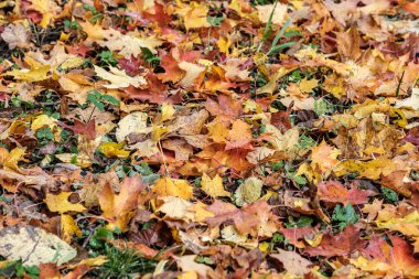 Sonbahar deseni. Yeşil ağaç yapraklarıyla soyut 